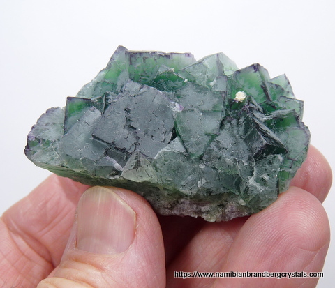 Green fluorite crystals with touch of purple around edges